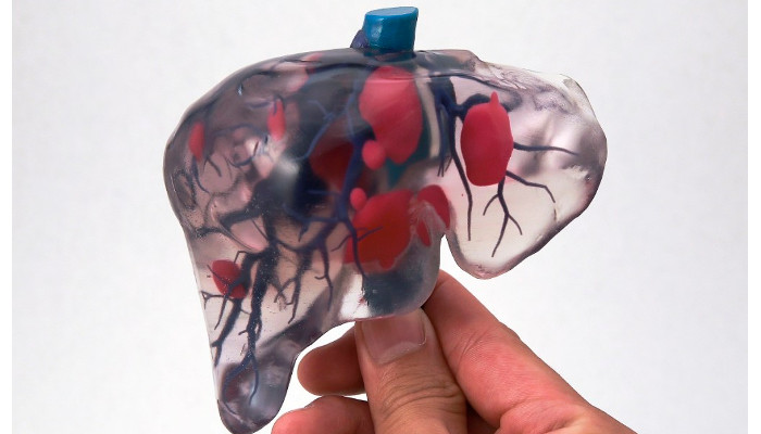 3d printed organs liver - Bioimpresión en 3D, 6 órganos y proyectos impresos en 3D